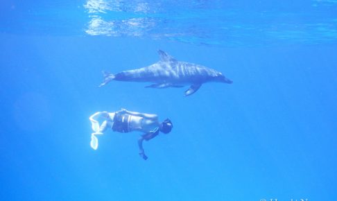 dolphin_swim