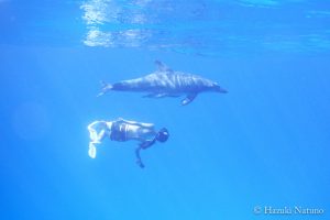 dolphin_swim
